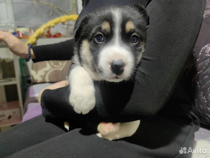 Щенки Лайки