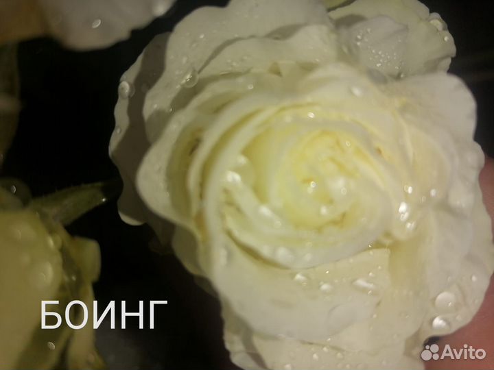 Саженцы роз