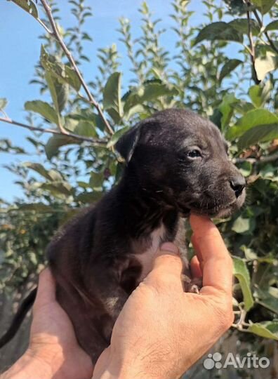 Щенки Амстафф