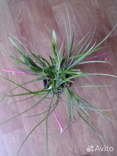 Бильбергия