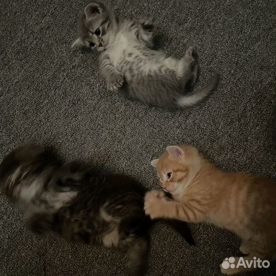 Котята