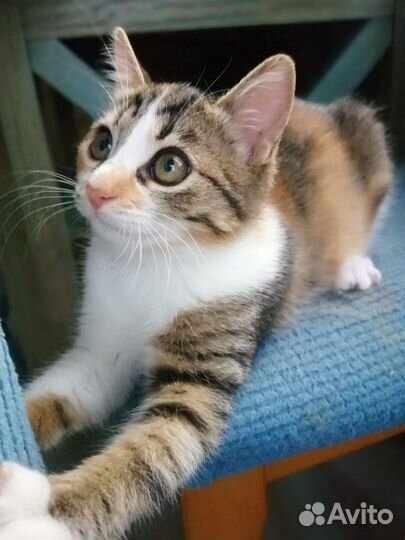 Кошка в дар