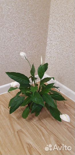 Спатифиллум