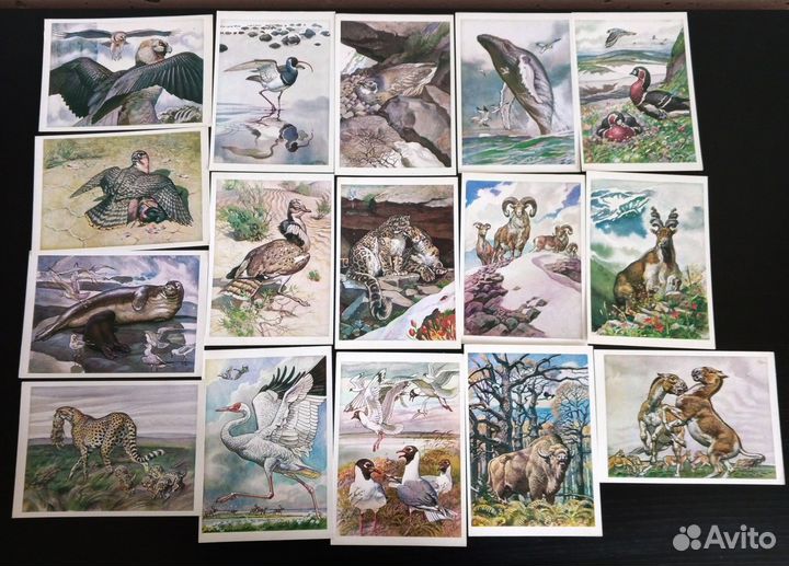 Набор открыток Красная книга СССР