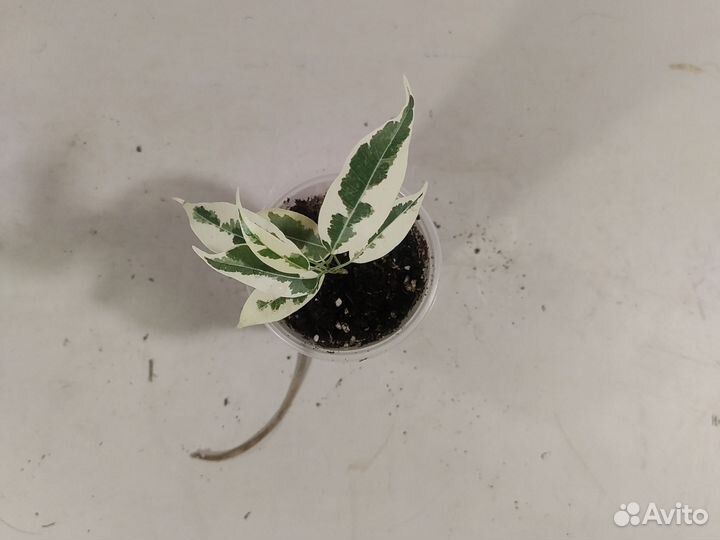 Коллекционный фикус Лакия