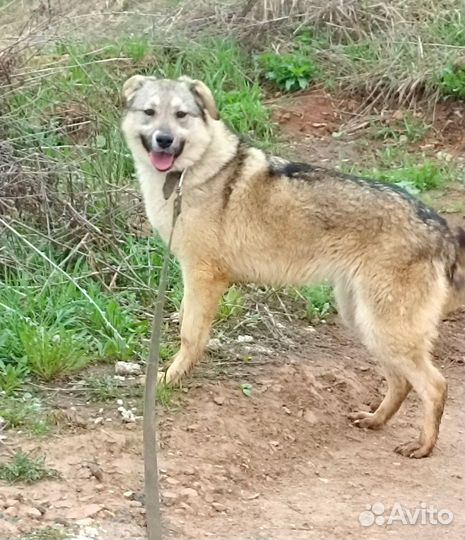 Самая лучшая Лиза(стерилизованная)