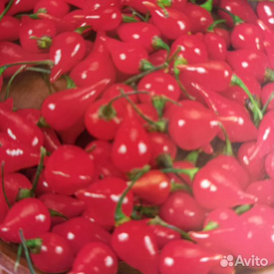 Перцы острые разных сортов