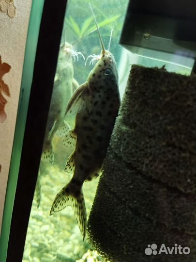 Сом синодонтис