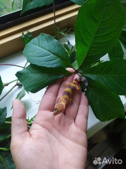 Малыши эублефары