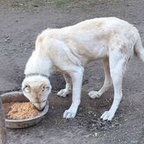 Продаю собак породы алабай сука и кобель