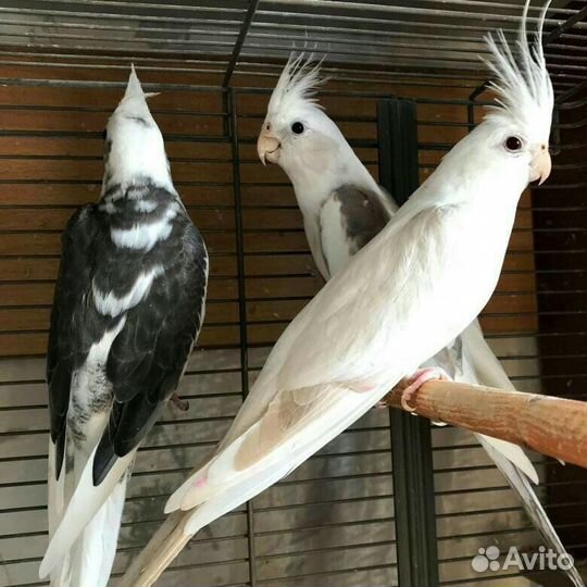 Большое поступление попугаев