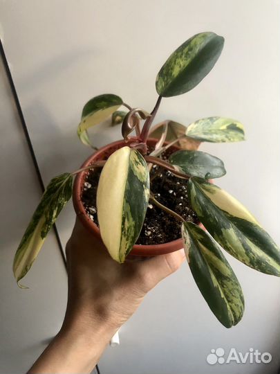 Филодендрон Strawberry shake