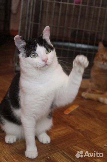 Кошка в дар бесплатно