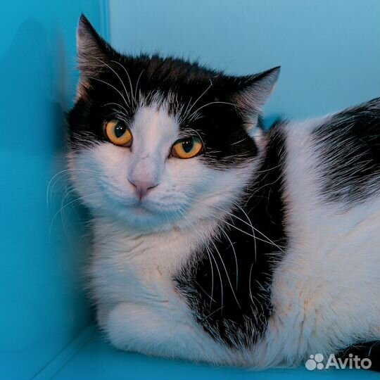 Йохан. Красив. Умен. Брутален