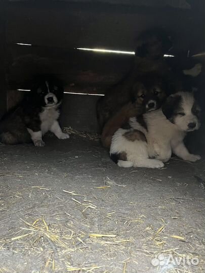 Московская сторожевая