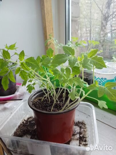 Рассада помидор, семенная картошка