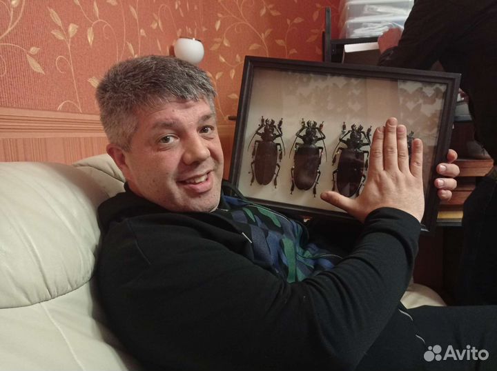 Жук в рамке Дровосек-титан. Самый большой