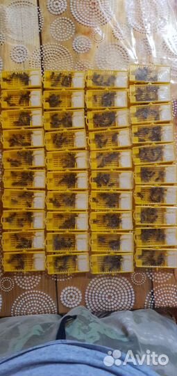 Пчеломатки Бакфаст ф1 карника ф 1