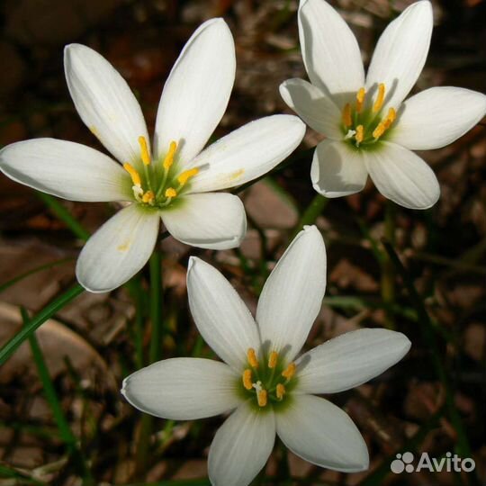 Зефирантес белый