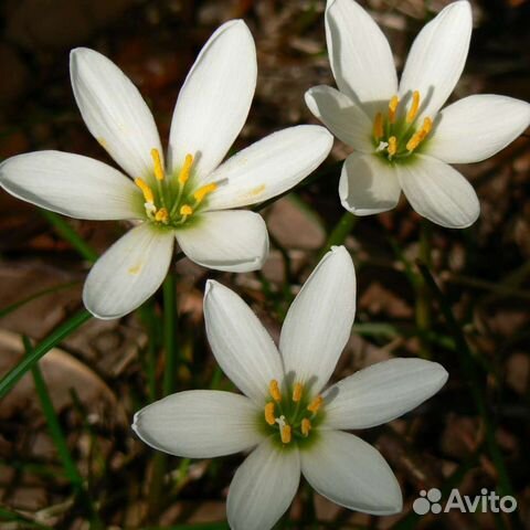 Зефирантес белый