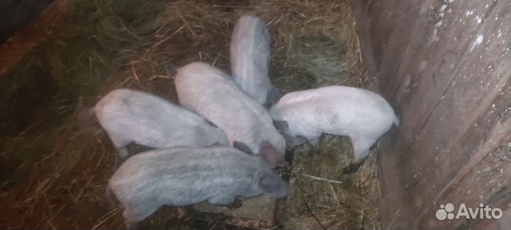 Поросята венгерской мангалицы