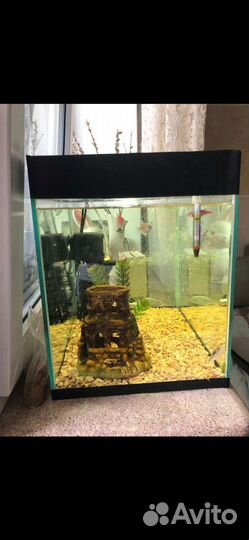 Аквариум