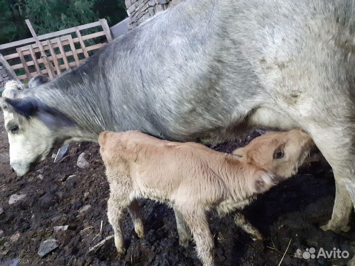 Телка с теленком