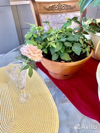 Комнатные цветы, розы из Леруа Мерлен