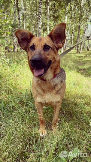 Собачка Забава