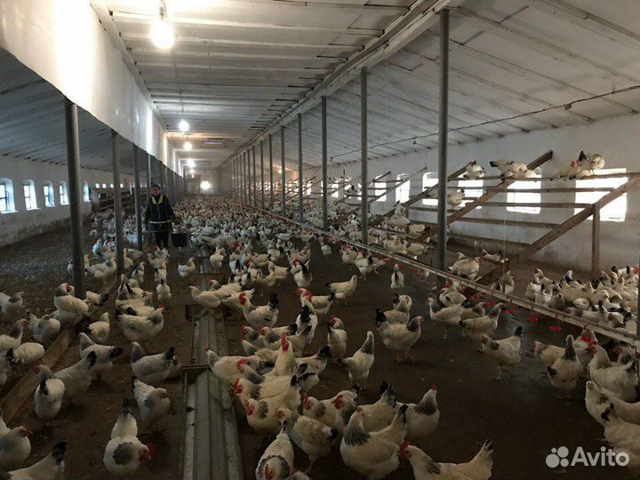 Цыплята и Утята с Птицефермы