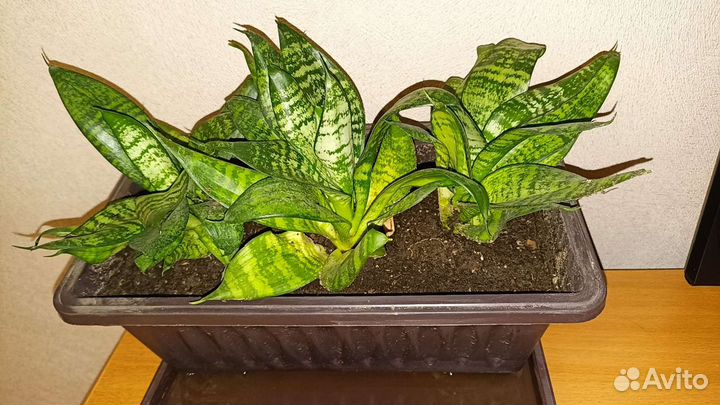 Сансевиерия