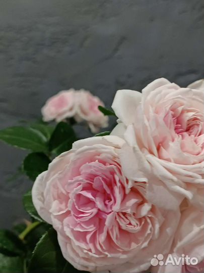 Пионовидные розы саженцы