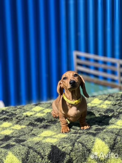 Кроличья такса