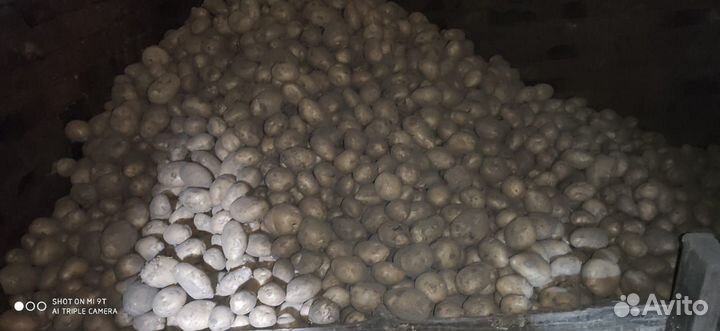 Продам картофель