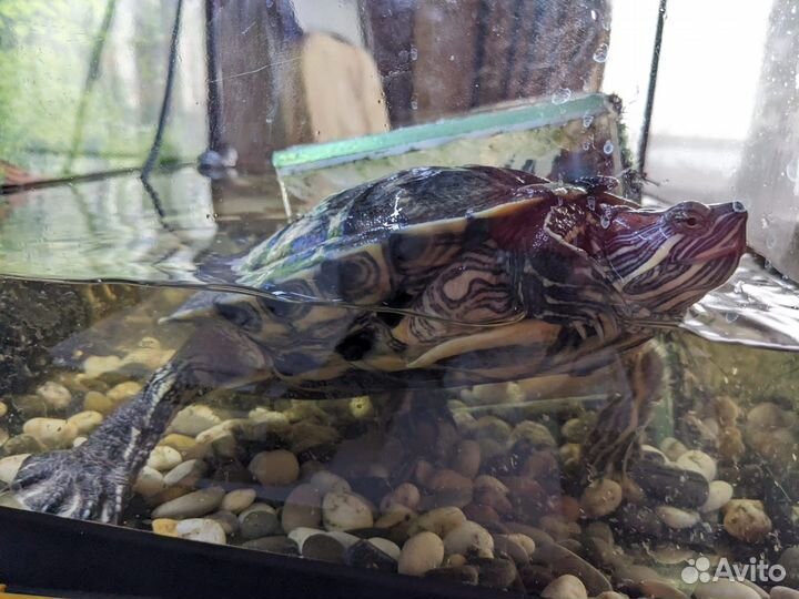 Красноухая черепаха