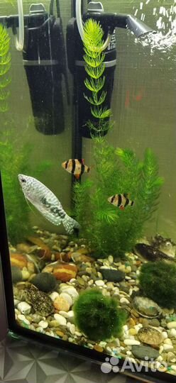 Аквариум 60л Пустой