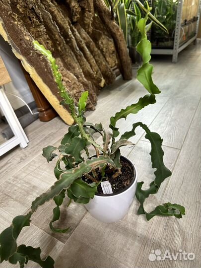 Mini fragon fruit мини драгон фрут