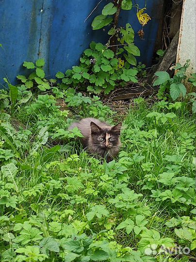 Котенок пушистая трехцветная бояка