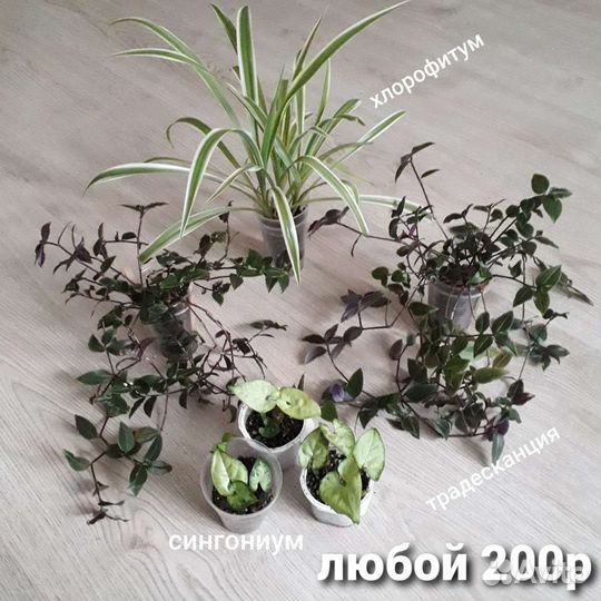 Комнатные растения