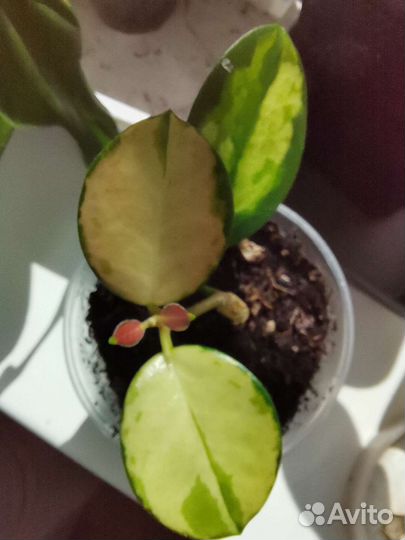 Хойи pubicalyx, bella, australis LIsa,Macrophylla