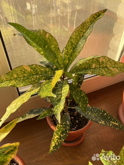 Кодиеум кротон, кротоны