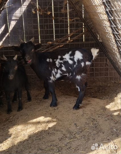 Камерунские козы