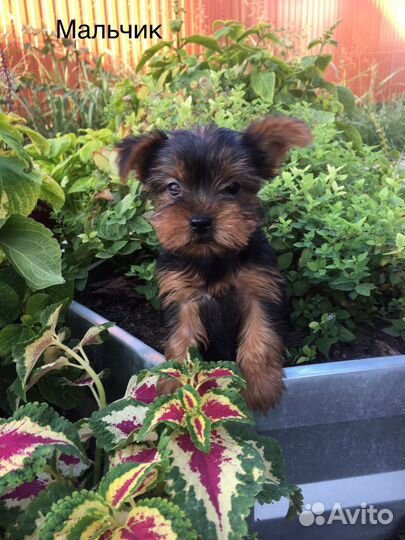 Йоркширский терьер щенки