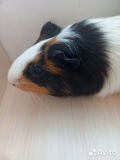 Морские свинки