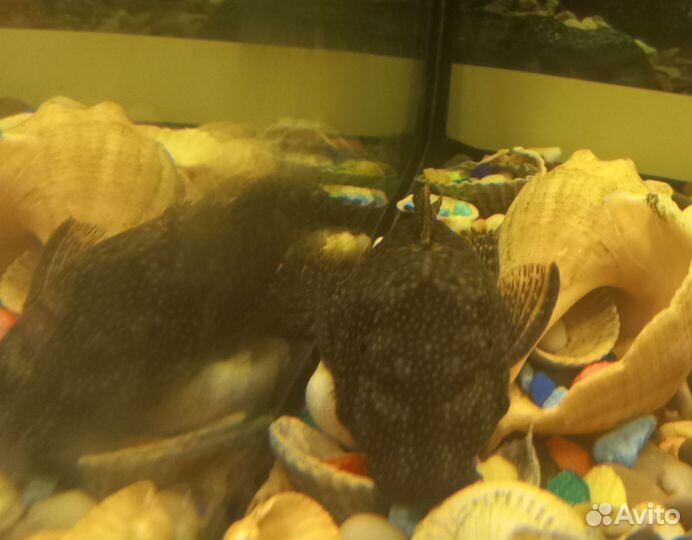 Продам сомиков 10шт