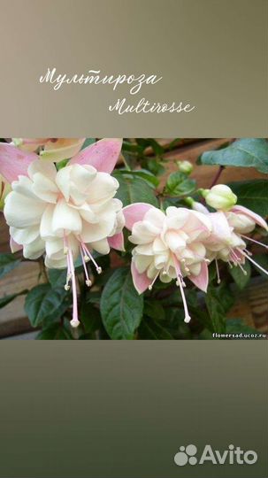 Ростки фуксии