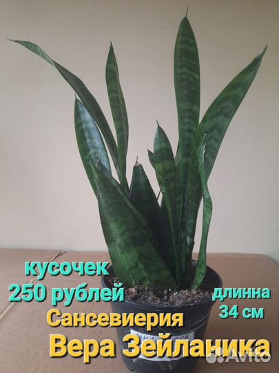 Комнатные растения
