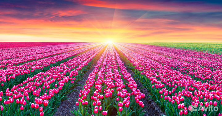 Тюльпаны для вас