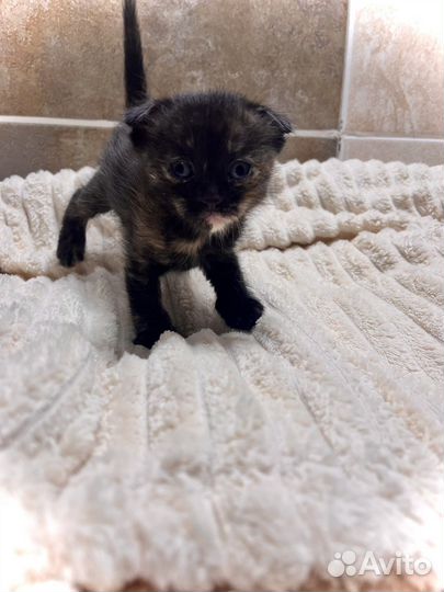 Кошки вислоухие