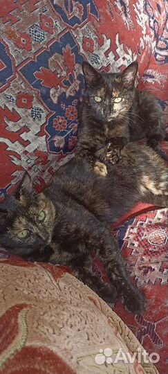 Котята
